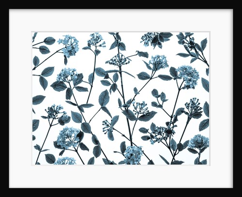 Viburnum Juddii flowers by Assaf Frank